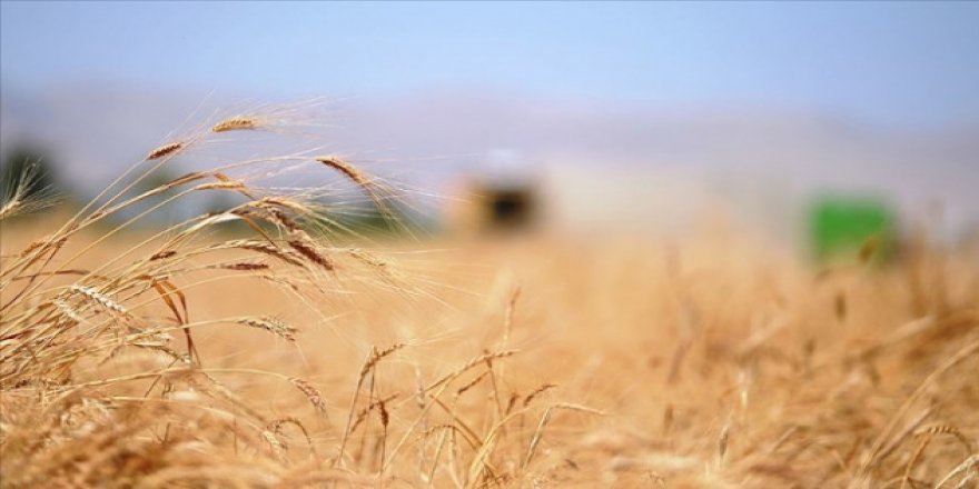 PKK/YPG ve Esed rejiminin buğday kavgası sürüyor