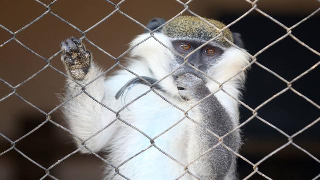 Maymunlar intikam için 250 köpeği öldürdü