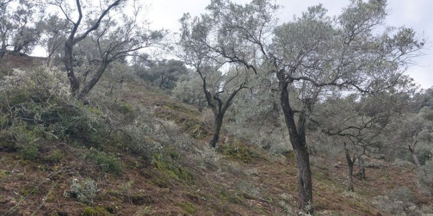 Danıştay'dan tartışılan zeytin yönetmeliğine durdurma