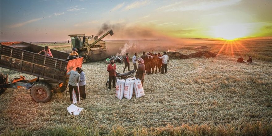 Suriye'de firik üretimi, yerinden edilmiş sivillere geçim kaynağı oluyor