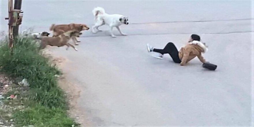 Başıboş sokak köpeklerine karşı hukuki düzenleme şart!