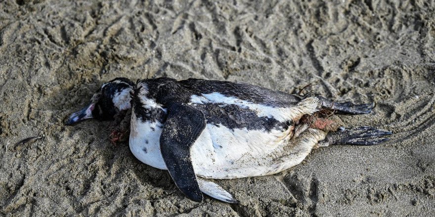 Binlerce penguen Uruguay sahillerinde ölü bulundu