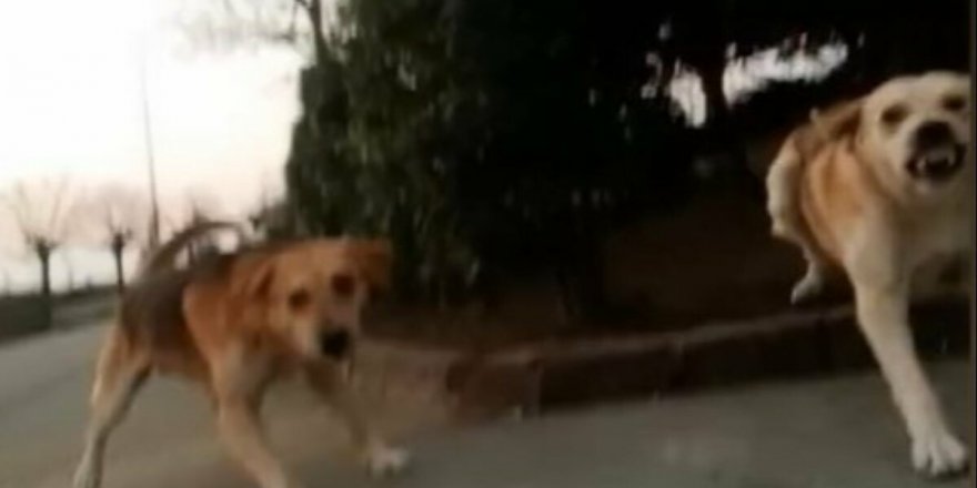 "Köpek lobisi" ile bir şey konuşabilmek mümkün mü?