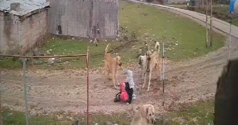 Muş'ta başıboş köpek dehşeti yaşandı