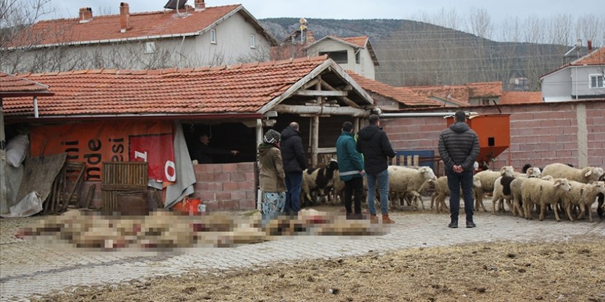 Küçükbaş hayvanları telef eden başıboş köpekler bir ailenin ocağını söndürdü