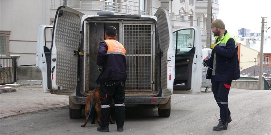 Başıboş köpekler bu kez de Sivas'ta dehşet saçtı