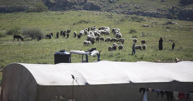 İşgalci İsrailliler, Eriha'da bir Filistinlinin koyunlarını çaldı