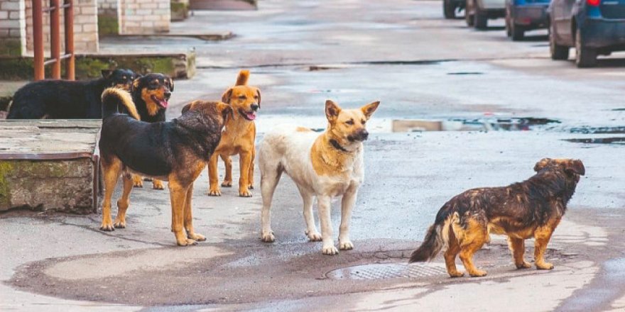 Şaibeli hayvan dernekleri işi nasıl çözümsüzleştiriyor?