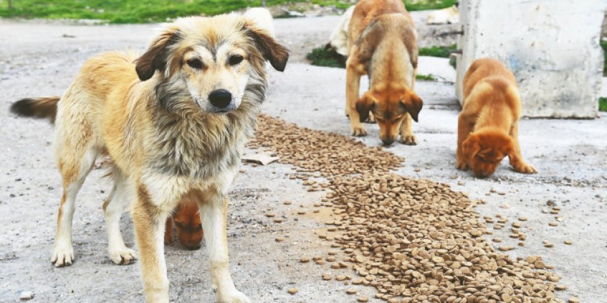 Bunca çaba daha fazla mama satabilmek için mi?