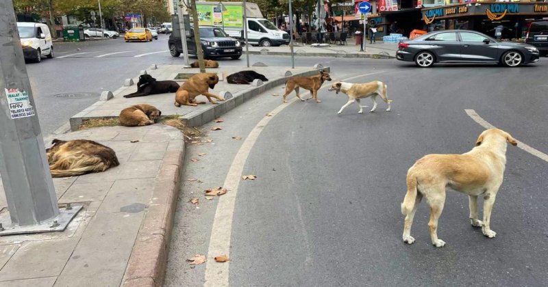 Başıboş köpeklere yönelik kanun teklifinin ilk 5 maddesi kabul edildi