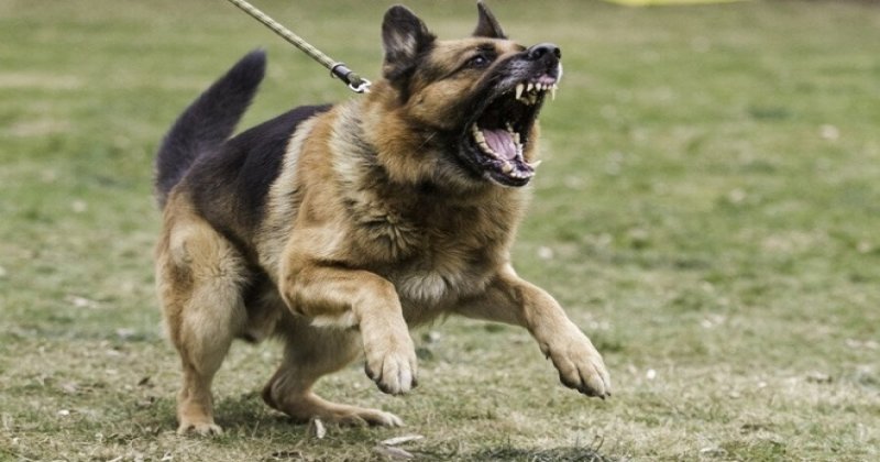 Başıboş köpeklere ilişkin düzenleme yayımlandı