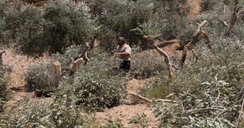 Katil rejim Filistinlilere ait zeytin ağaçlarını söktü