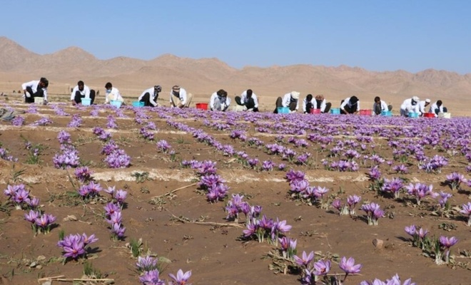 Afganistan İslam Emirliği, haşhaşa karşı safran ekimini teşvik ediyor