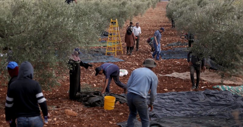 İşgal askerleri, zeytin toplayan Filistinli kadını katletti