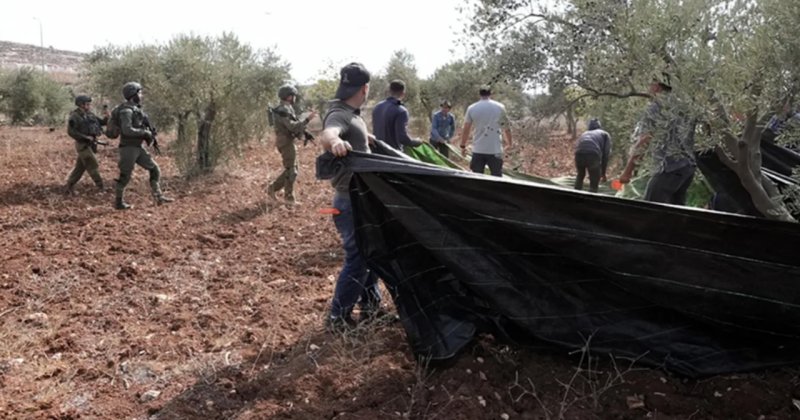 Batı Şeria'da Filistinli çiftçilere 90 saldırı düzenlendi