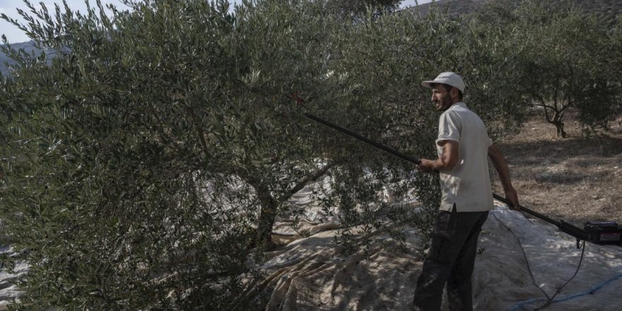 İsrail işgali, Lübnan halkının geçim kaynaklarından zeytin ve zeytinyağı üretimini de vurdu