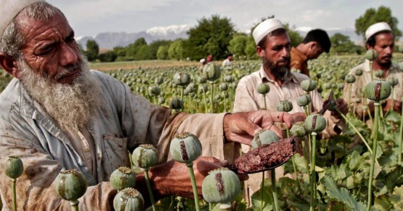 Afganistan'da afyon üretimi yüzde 93 azaldı