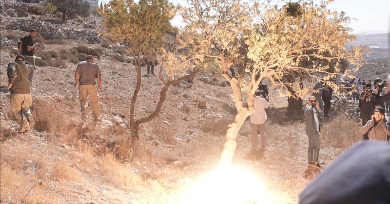 Siyonistler Batı Şeria’da Filistinlilerin zeytin ve elma ağaçlarını söktüler