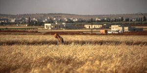 Esed rejimi zorunlu askerliği reddeden 100 kişiyi mayın tarlasına sürdü: 8 ölü, 15 yaralı