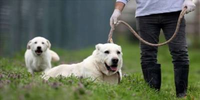 Köpekler mi köpek sahipleri mi sorun?