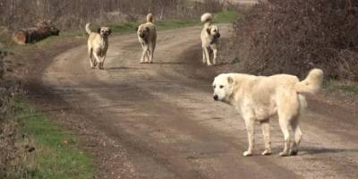 İstanbul'da köpekleri site dışına çıkaran 2 kişiye verilen ceza iptal edildi