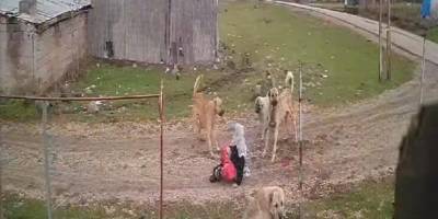 Muş'ta başıboş köpek dehşeti yaşandı