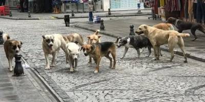 Sokak köpekleri nasıl sınıfsal bir meseleye evrildi?