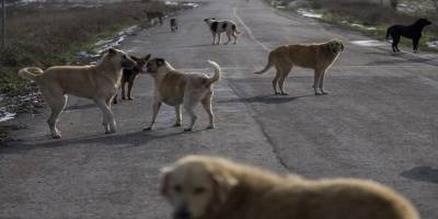 Sokak hayvanlarına yönelik kanun teklifinde 4 madde daha kabul edildi