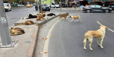 Başıboş köpeklere yönelik kanun teklifinin ilk 5 maddesi kabul edildi