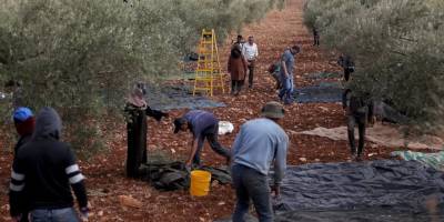 İşgal askerleri, zeytin toplayan Filistinli kadını katletti